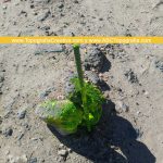 3Levantamiento topográfico en Reynosa Tamaulipas TC-3010-2D